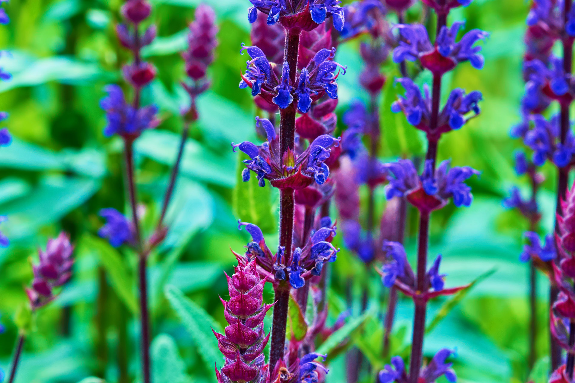 Landscaping Services