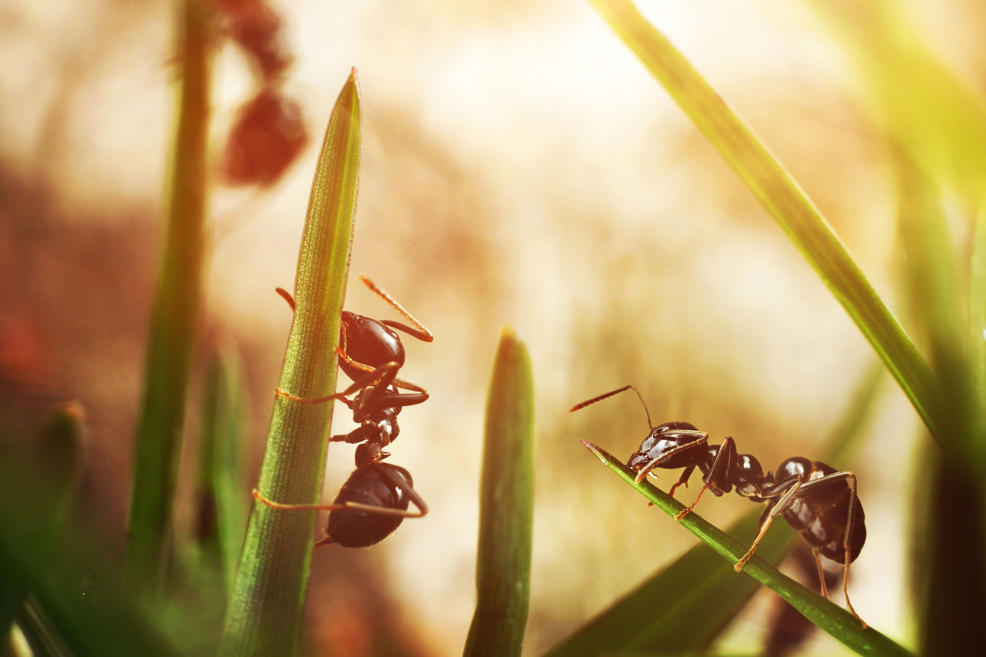 Pest Control